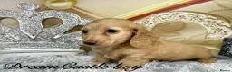Miniature Dachshund dogs for sale: Ready to leave Kc long coat cream puppies  - Advert 18