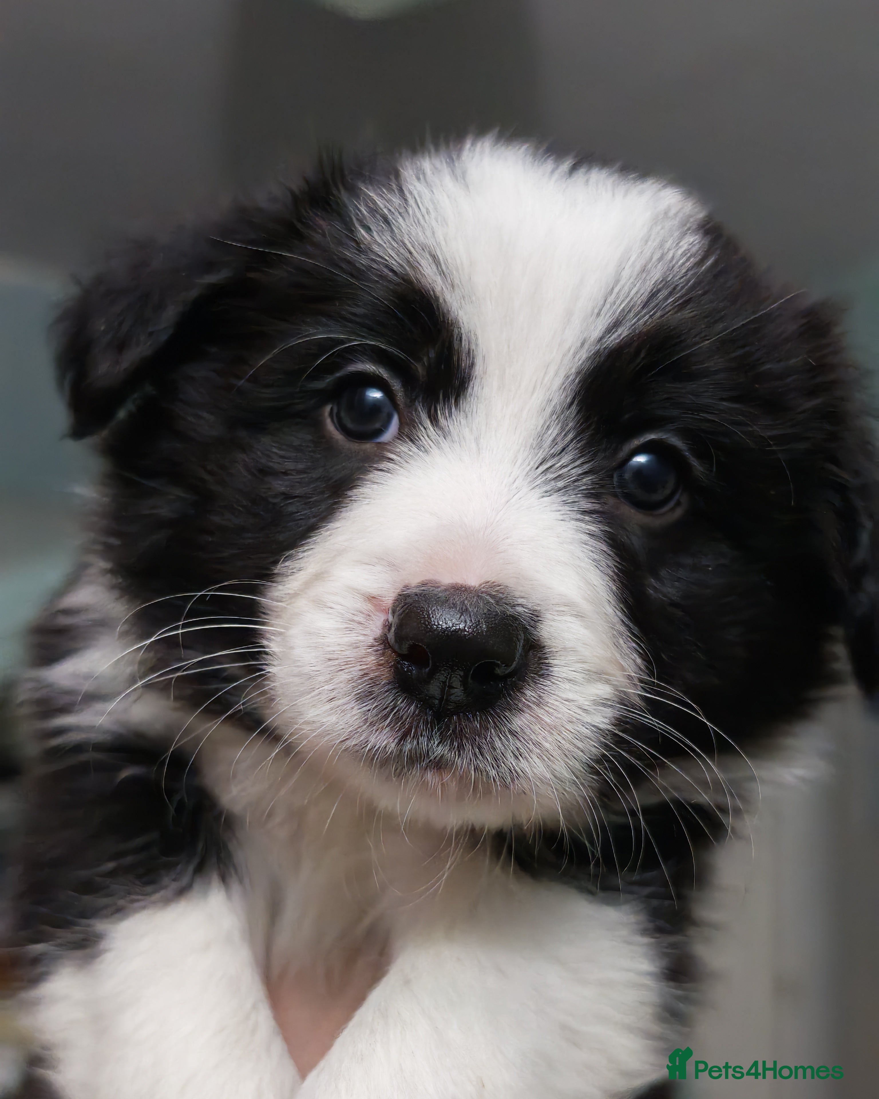 Border Collie dogs KC registered border collie puppies  - Advert 4