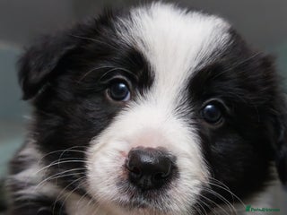 Border Collie dogs KC registered border collie puppies - Advert 4