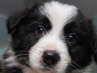 Border Collie dogs KC registered border collie puppies - Advert 13