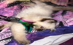 Ragdoll cats for sale: GCCF Ragdoll boy kittens - Advert 17