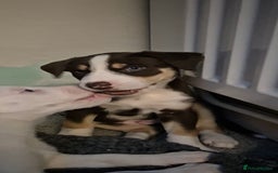 Mixed Breed dogs for sale: Husky mix puppies. Ready to leave! - Image 28