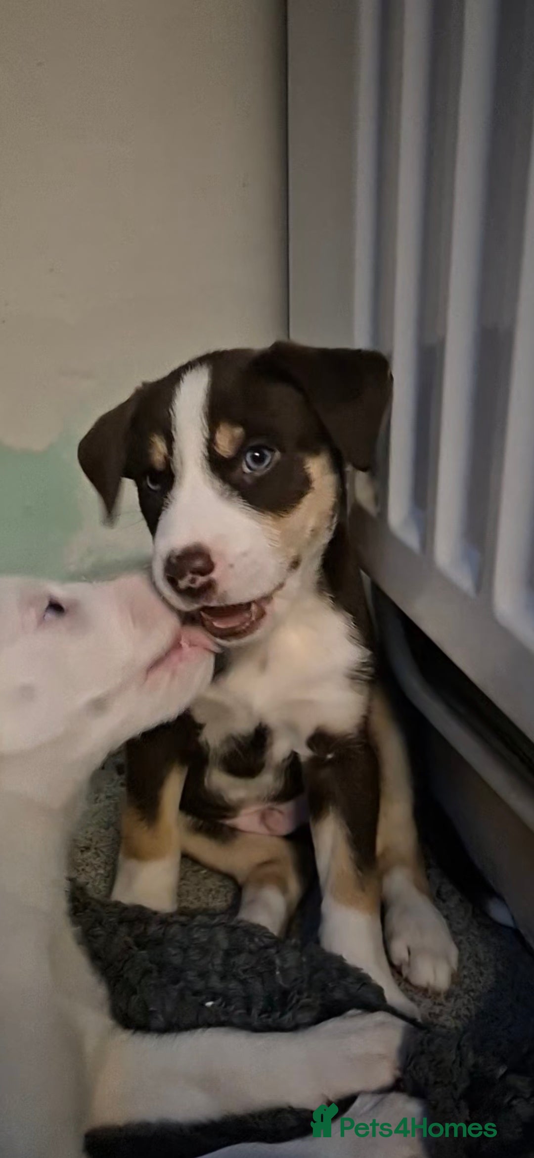 Mixed Breed dogs for sale: Husky mix puppies. Ready to leave! - Image 28