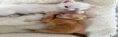 Domestic Shorthair Kitten 2