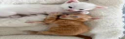 Domestic Shorthair cats for sale: Beautiful Kittens For Sale - Advert 4