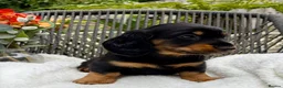 Dachshund dogs for sale: kC Reg, Standard Long Haired Dachshunds  - Advert 5