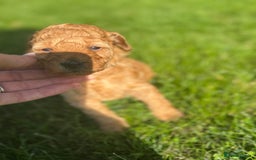 Miniature Poodle dogs for sale: KC registered Miniature Red poodles for Sale - Image 27