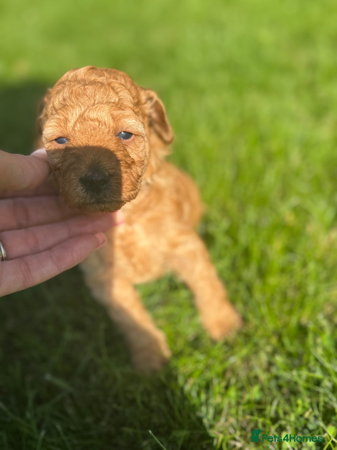Miniature Poodle dogs for sale: KC registered Miniature Red poodles for Sale - Image 27