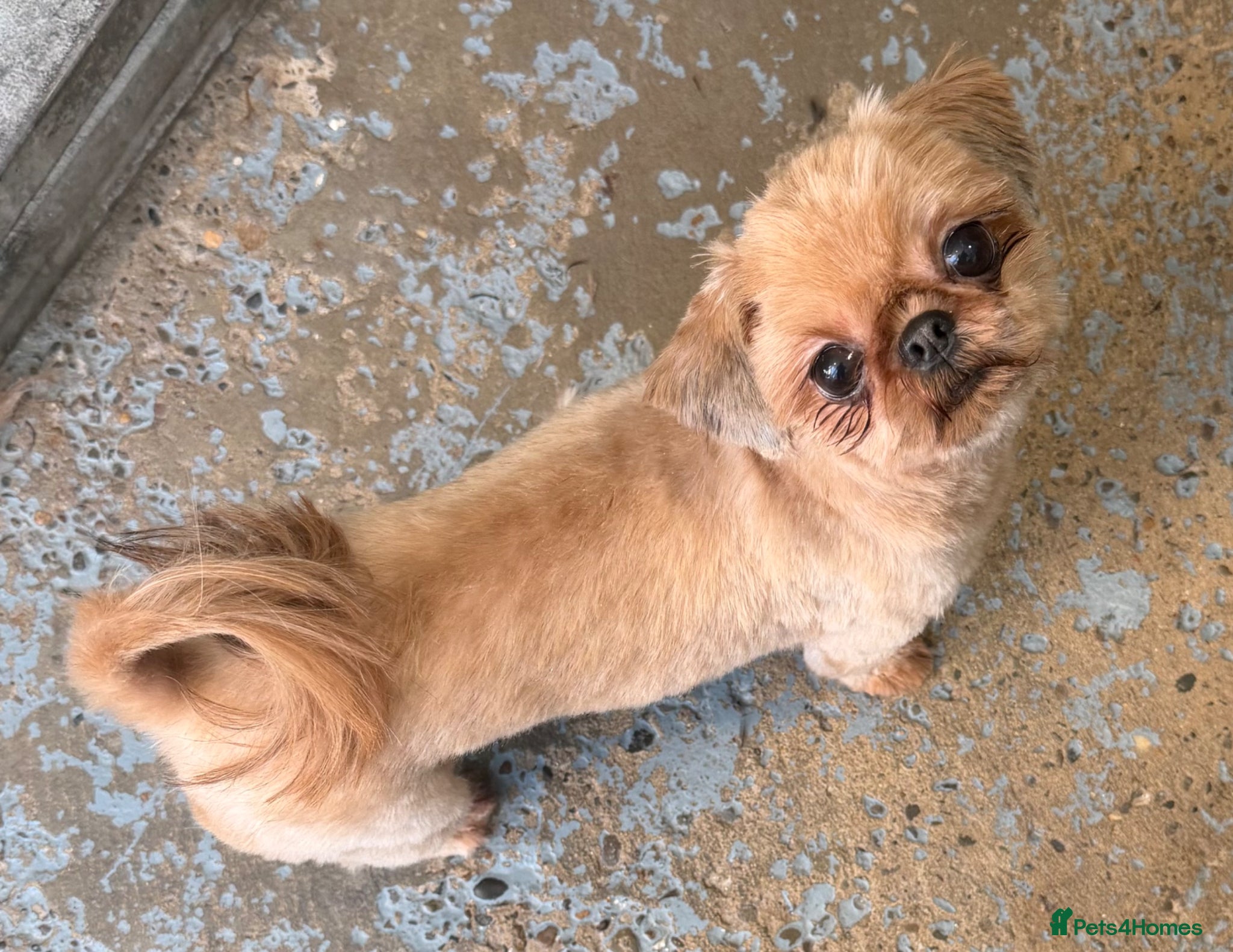 Shih Tzu dogs Tiny KC adult female  - Advert 17