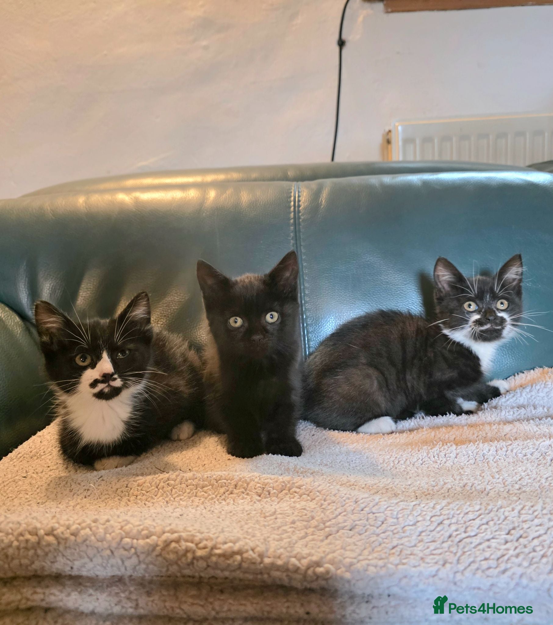 Mixed Breed cats Friendly Kittens Looking for Forever Home - Advert 1