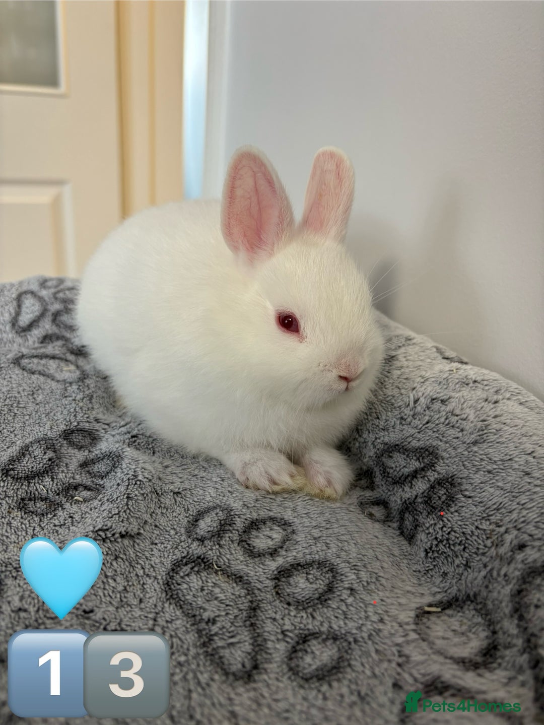 Netherland Dwarf rabbits for sale: 14 x Netherland Dwarf Bunnies 🐰🏡 🥰  - Image 27