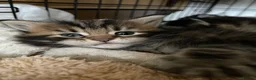 Maine Coon cats for sale: Tufty ears and big paws  - Advert 12