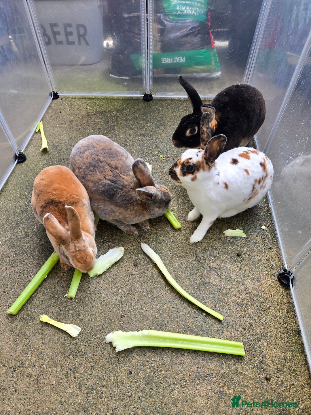 Rex rabbits for sale: Various rex rabbits for rehoming available now - Image 3