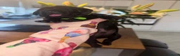 Mixed Breed dogs for sale: 🐾 Labrador x Dachshund puppies 🐾  - Advert 5
