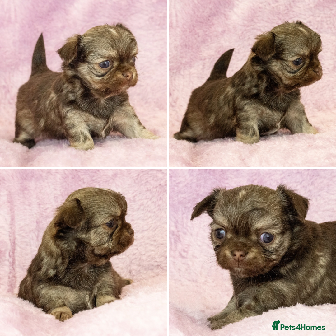 Chihuahua dogs for stud: ❤️ KC REG EXTENSIVELY HEALTH TESTED STUD ❤️ in London - Advert 30