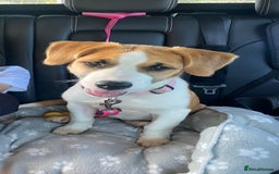 Mixed Breed dogs for sale: Looking for forever home  - Image 1