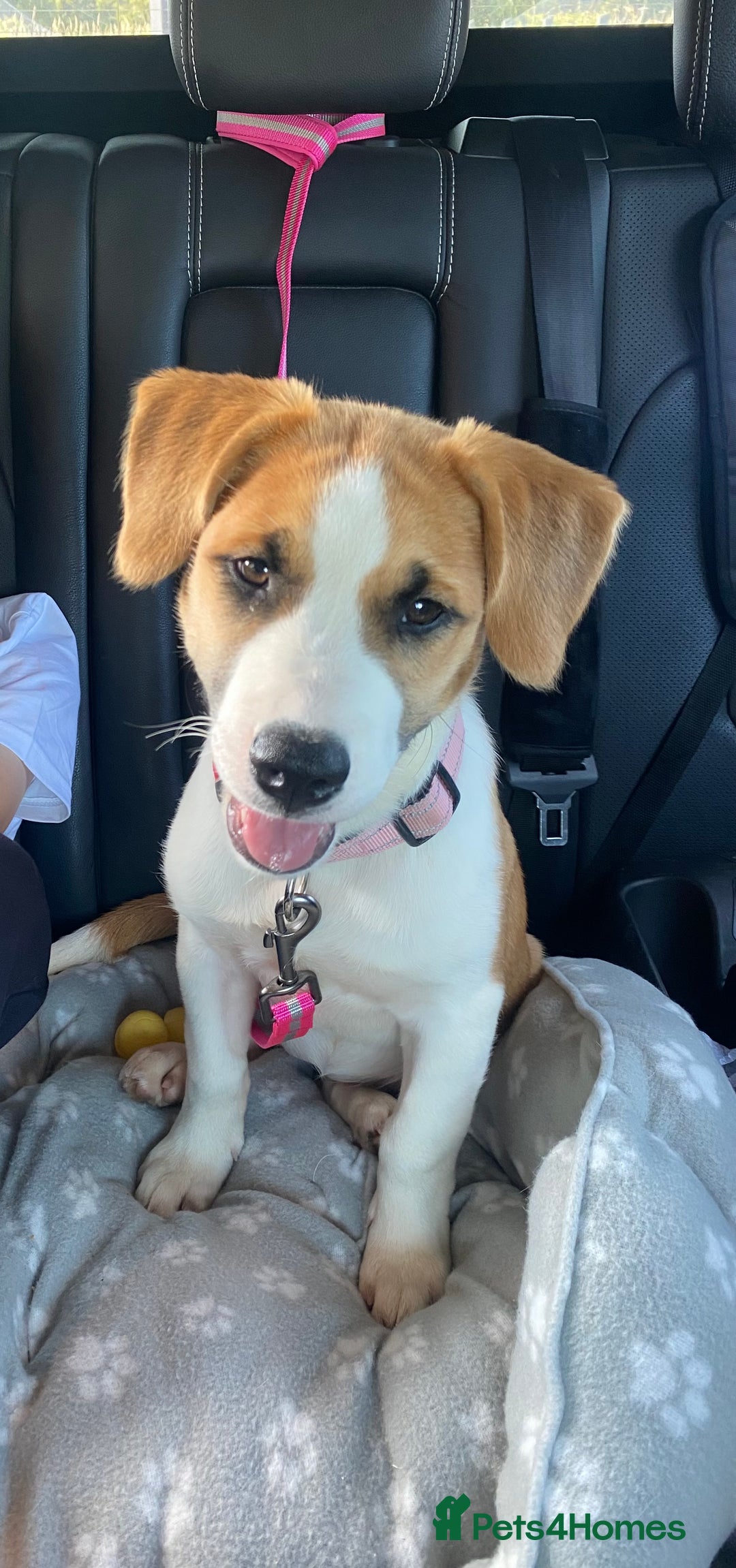 Mixed Breed dogs for sale: Looking for forever home  - Image 1