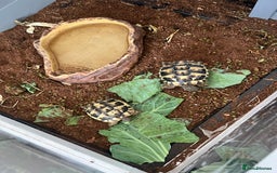 Tortoise reptiles for sale: 2 Hermann tortoises plus enclosure for sale - Image 5
