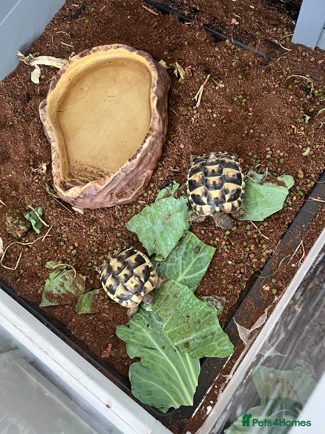 Tortoise reptiles for sale: 2 Hermann tortoises plus enclosure for sale - Image 5