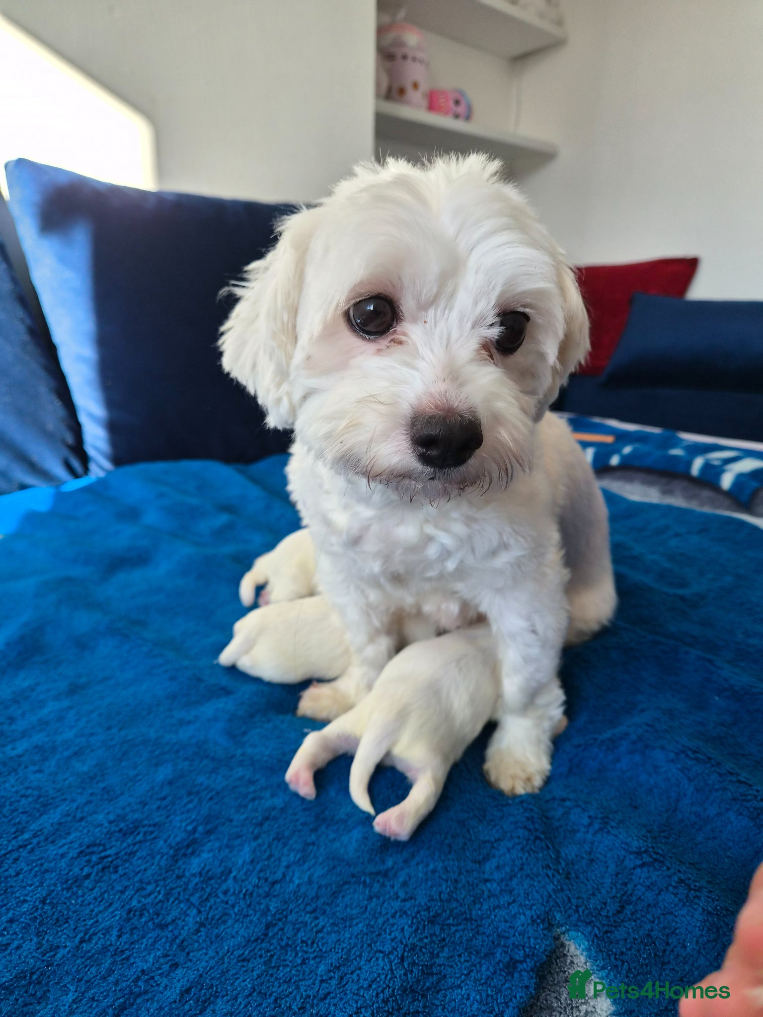 Maltese dogs Beautiful Maltese pupies - Advert 1