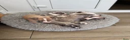Whippet dogs for sale: KC Registered Whippet Puppies – Home Reared, - Advert 6