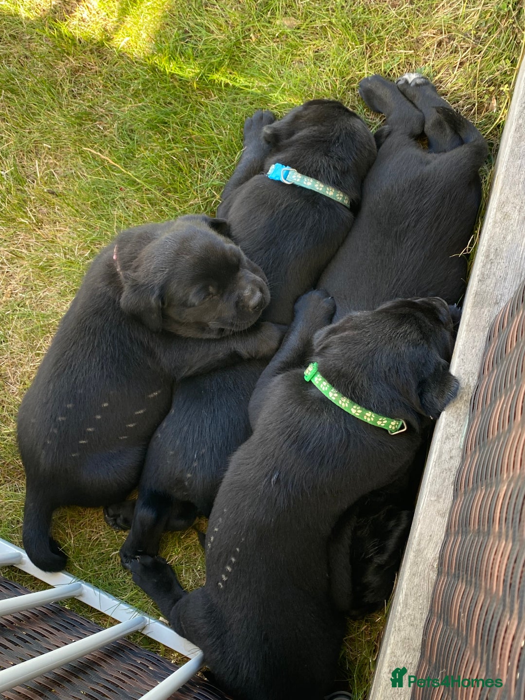 Mixed Breed dogs for sale: Kelpie X Red Labrador  - Image 4