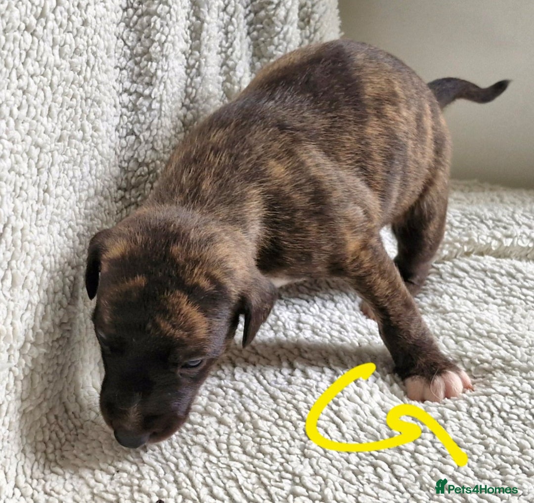 Whippet dogs for sale: Five Star KC Whippet Puppies - Image 3