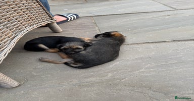 Border Terrier dogs - Advert 15