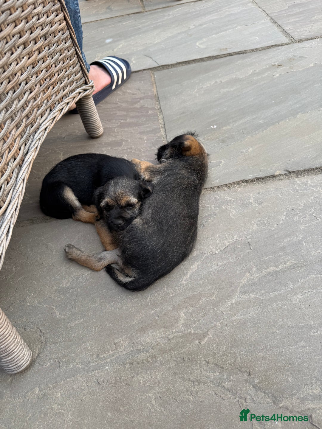 Border Terrier dogs for sale: "REDUCED" Beautiful Border Terrier Pups - Image 4