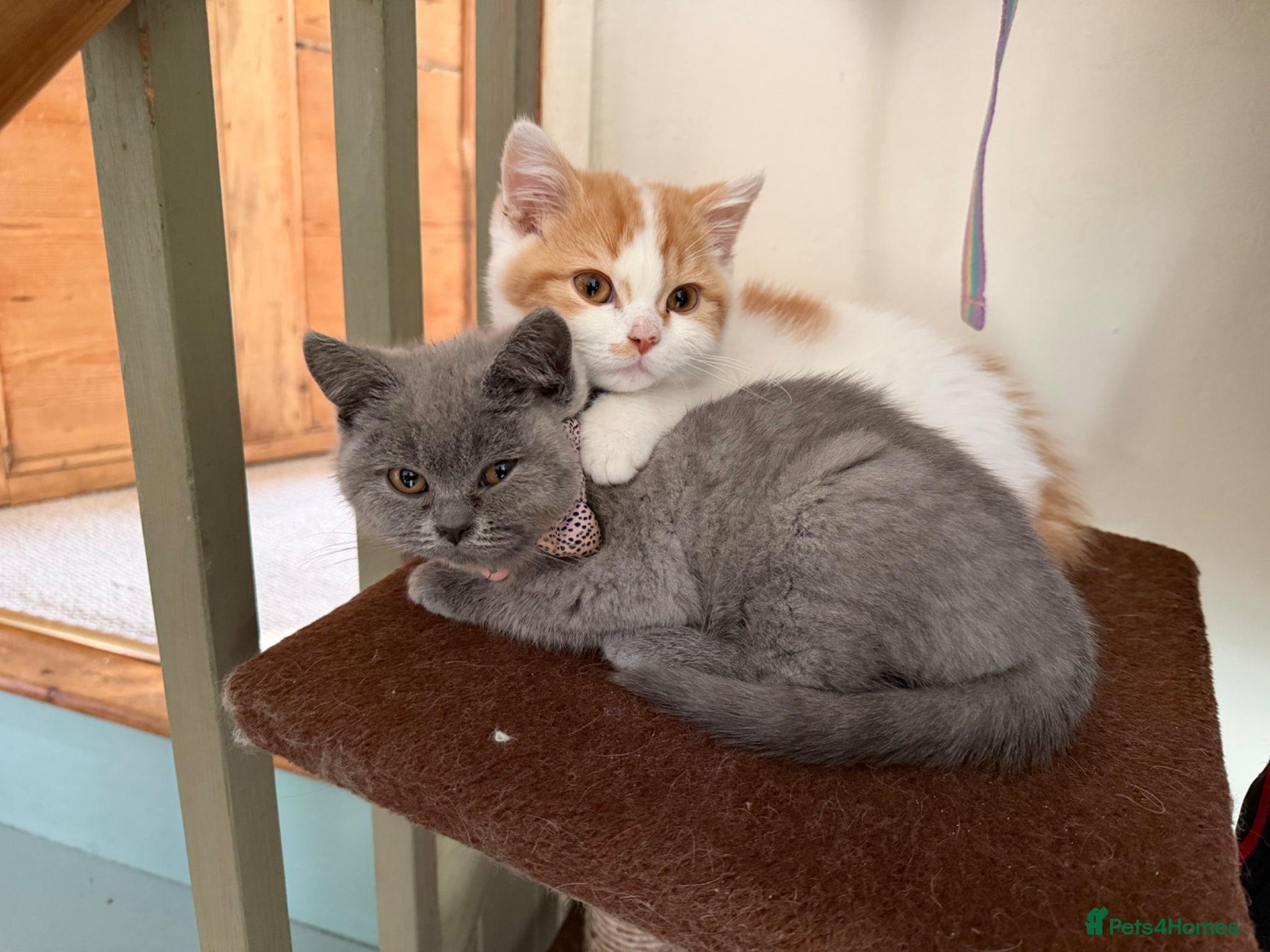 British Shorthair cats Grey British Shorthair kitten - Advert 2