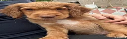 Cocker Spaniel dogs for sale: Health tested working cockers - Advert 3