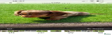 Miniature Dachshund 4