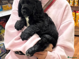 Cocker Spaniel dogs Cocker Spaniel Puppy - Advert 1