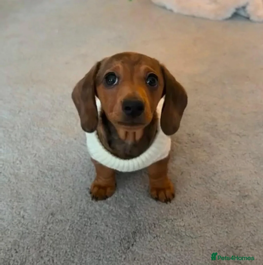 Miniature Dachshund dogs for sale: Miniature Dachshund Puppy   - Advert 4