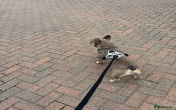 French Bulldog dogs for sale: Rocco - French Bulldog aged 4 - Image 2