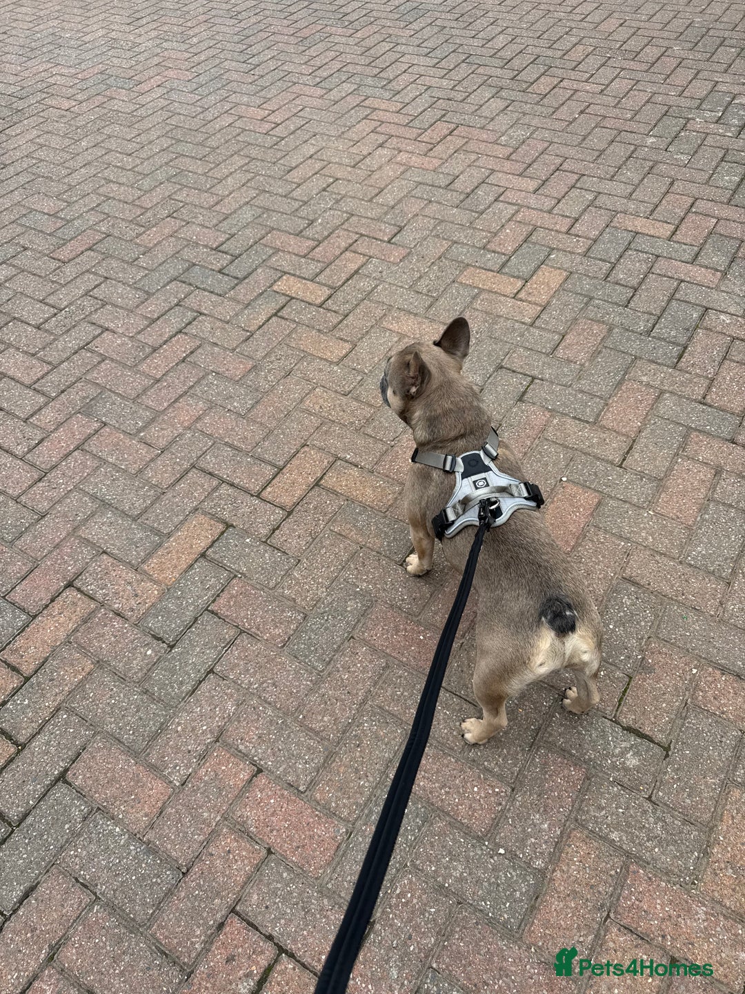 French Bulldog dogs for sale: Rocco - French Bulldog aged 4 - Image 2