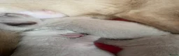 Tonkinese cats for sale: Tonkinese x Raagdoll -Tonkdoll - Advert 3