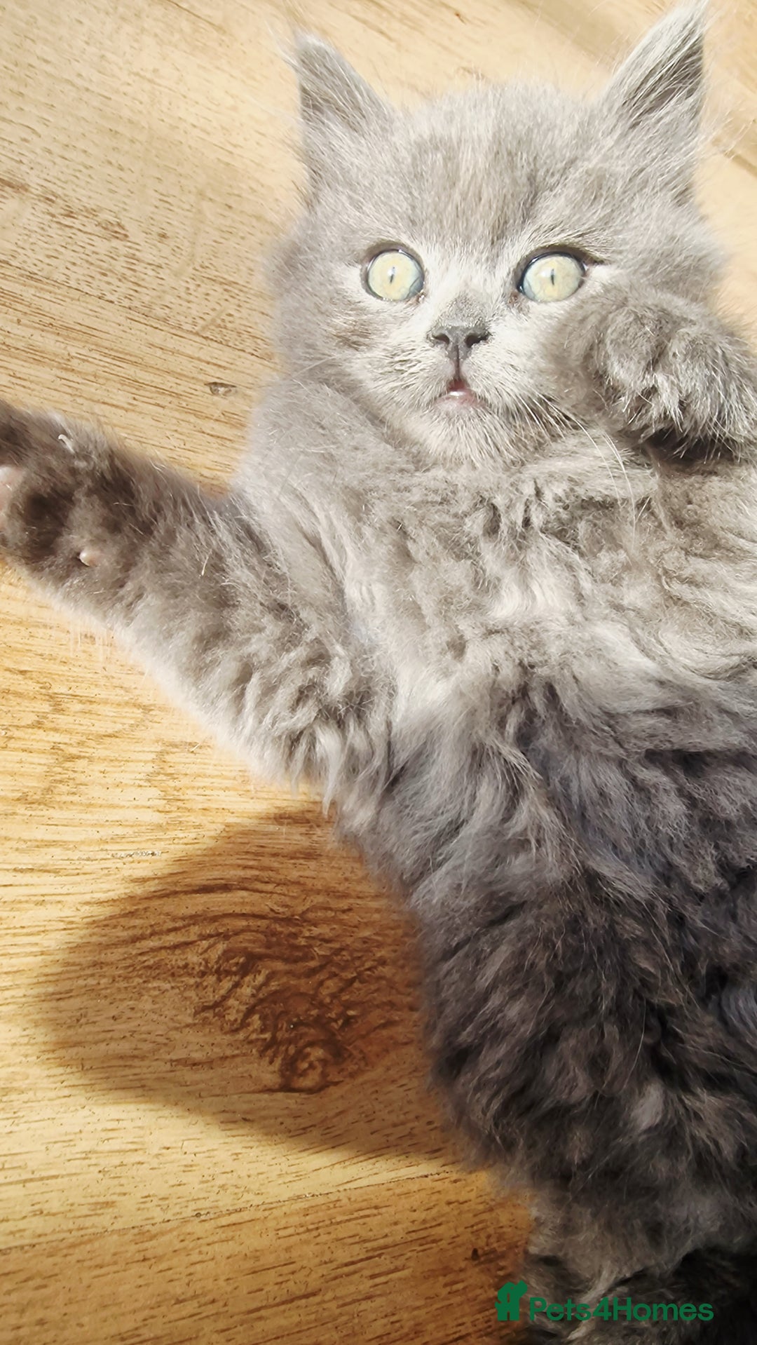 British Longhair cats for sale: Blue & Lilac Gorgeous fluffy BLH male kittens - Advert 22