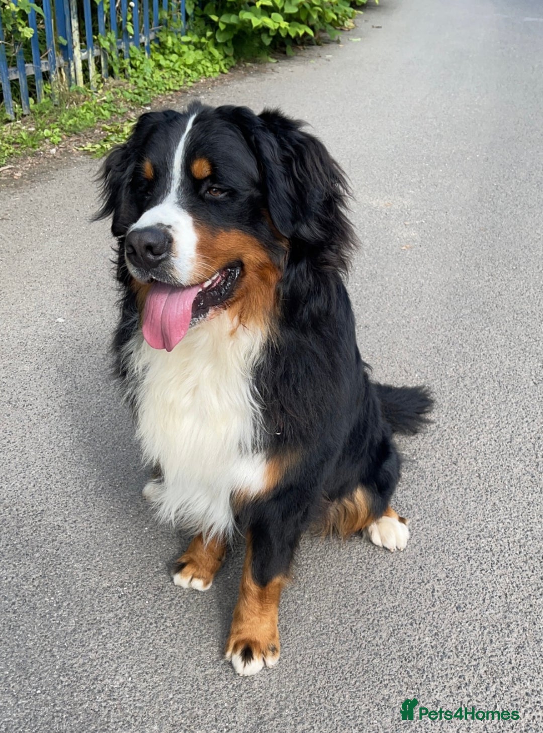 Bernese Mountain Dog dogs for stud: 🔥 CRUZ💥 TOP QUALITY BERNESE MOUNTAIN DOG STUD in Whitehaven - Image 16