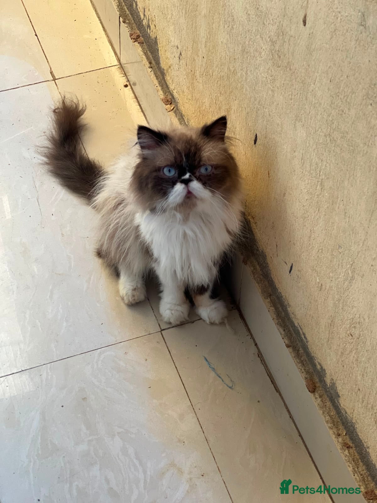 Mixed Breed cats Oreo is 2 years old  - Advert 19