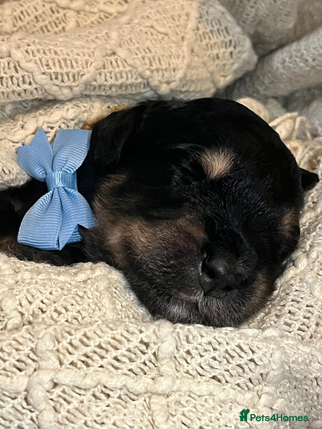 Bernedoodle dogs for sale: Exceptional F1 Bernedoodle Puppies - Advert 20