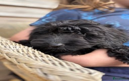 Cockapoo dogs for sale: 🐾 Cockerpoo puppies for sale 🐾  - Image 2