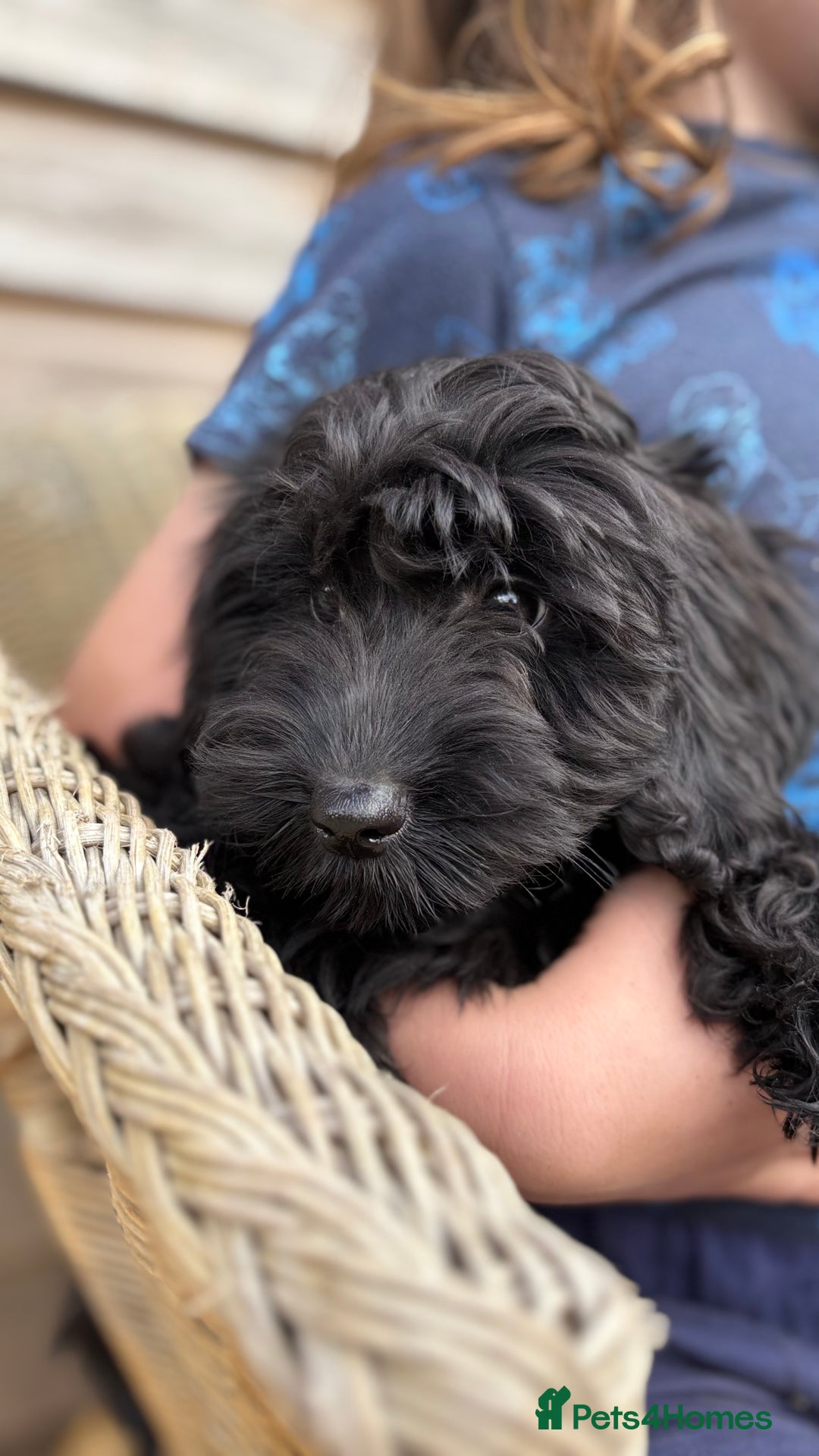Cockapoo dogs for sale: 🐾 Cockerpoo puppies for sale 🐾  - Image 2
