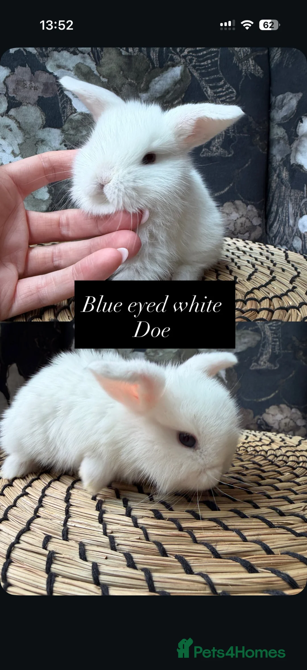 Mini Lop rabbits for sale: Beautiful baby mini lops  in Wigan - Advert 2