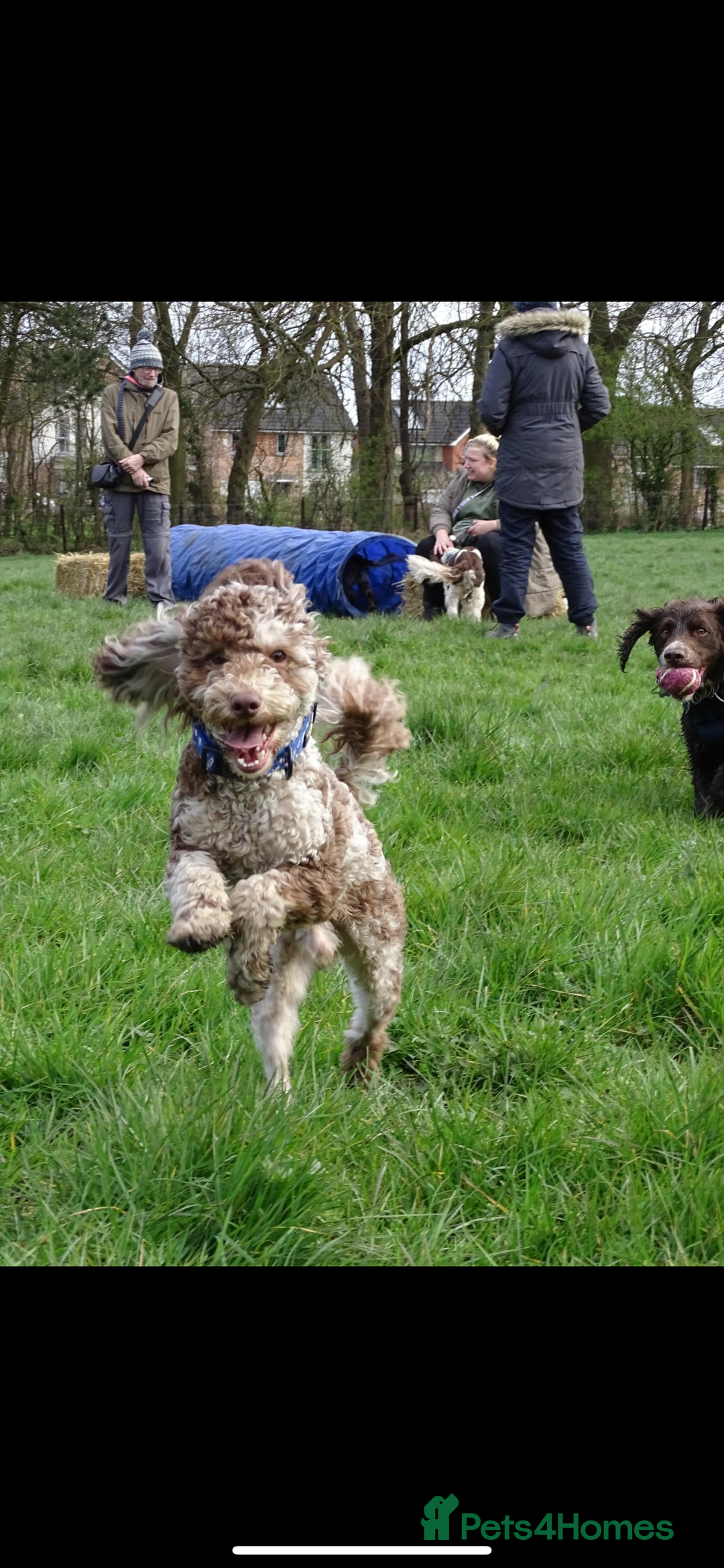 Cockapoo dogs for sale: Health tested Toy Cockerpoos - Advert 9