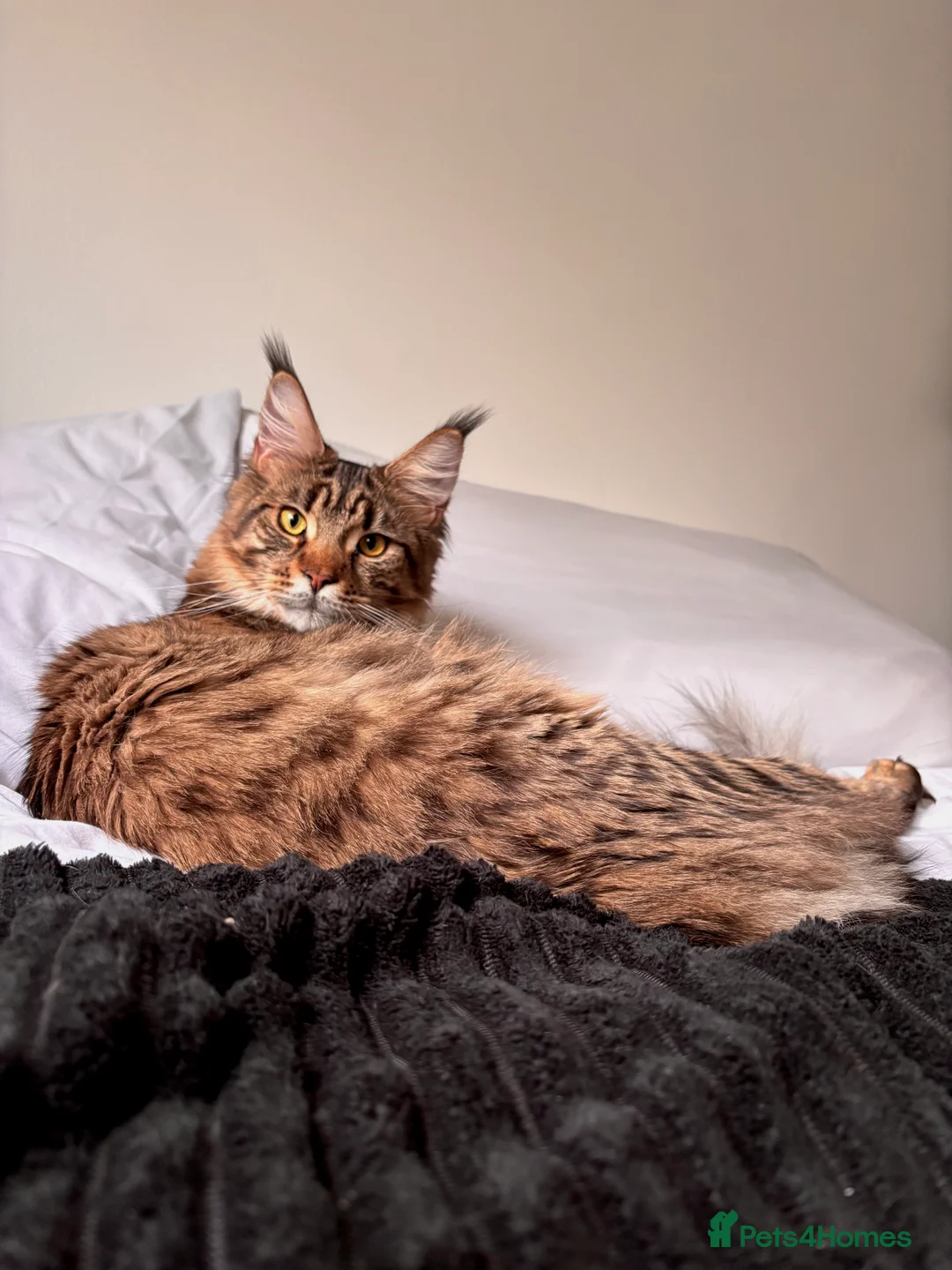 Maine Coon cats for sale: Loving Brown Tabby Maine Coon Girl 🧡 - Advert 2