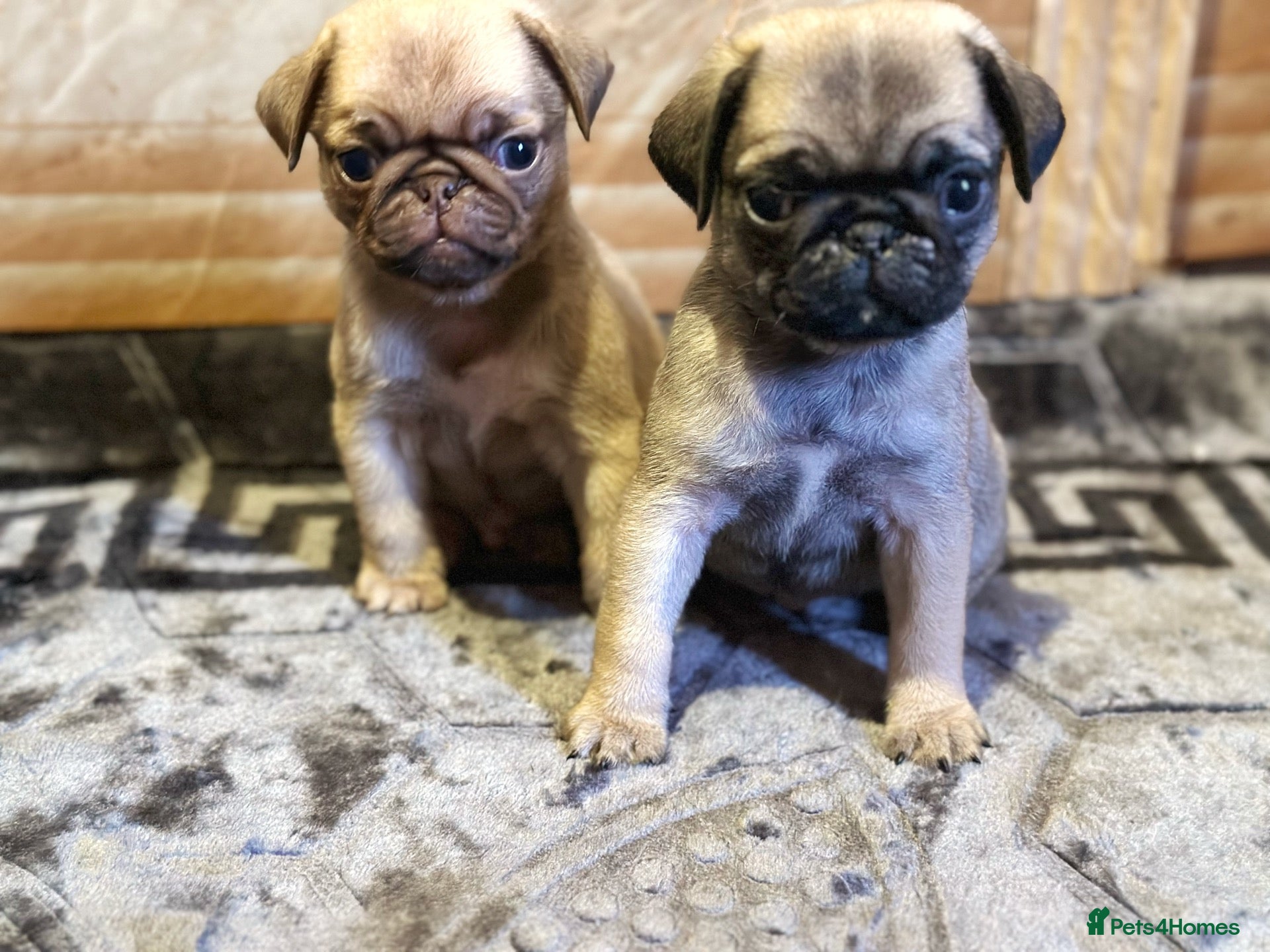 Pug dogs Gorgeous Pug Puppies - Advert 1