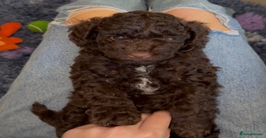 Cockapoo dogs - Advert 9