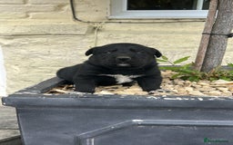 Borador dogs for sale: Borador Puppies  - Image 6