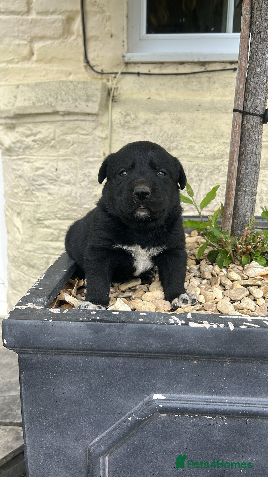 Borador dogs for sale: Borador Puppies  - Image 6